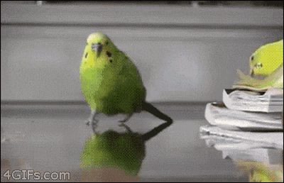 parrot running from explosion